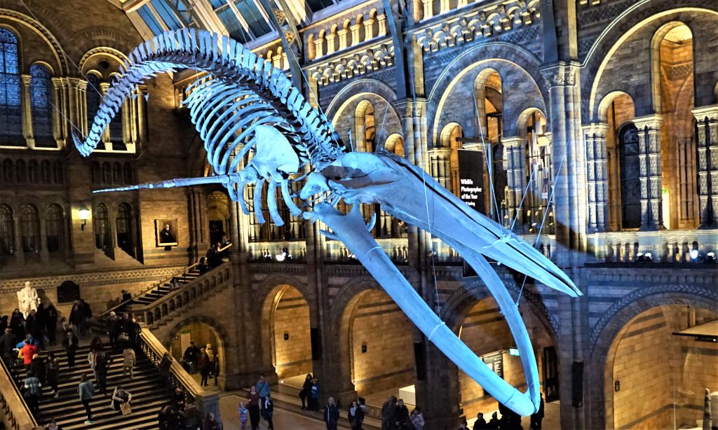 Ein Top-Standort für eine London-Tour zum Naturkundemuseum